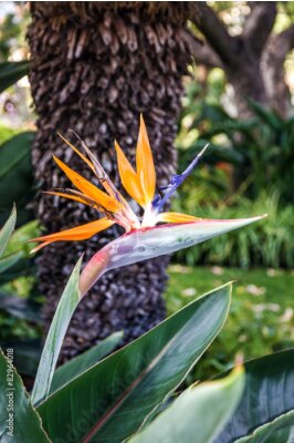 Papier peint  Strelitzia de fleur tropicale, oiseau de paradis, l'île de Madère, Fu