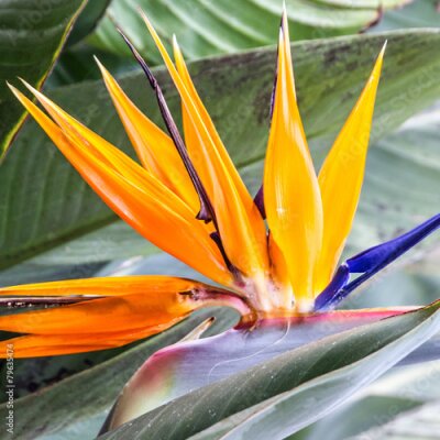 Papier peint  Strelitzia de fleurs tropicales, de Madère Islande, Funchal, Portugal