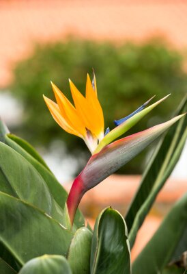 Papier peint  Strelitzia de fleurs tropicales ou fleur d'oiseau de paradis à Funchal sur l'île de Madère, au Portugal.