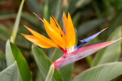 Papier peint  Strelitzia de fleurs tropicales ou oiseau de paradis fleuri à Funchal sur l'île de Madère, au Portugal.