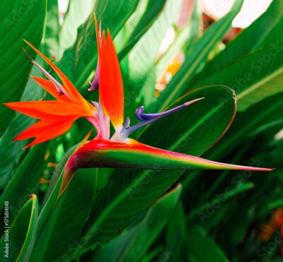 Papier peint  Strelitzia de Flover tropical. impression tropicale. Art minimal de la mode