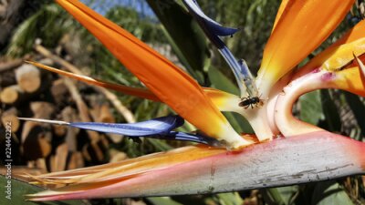 Papier peint  Strelitzia de inverno