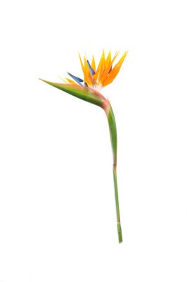 Papier peint  Strelitzia de plantes tropicales avec des couleurs