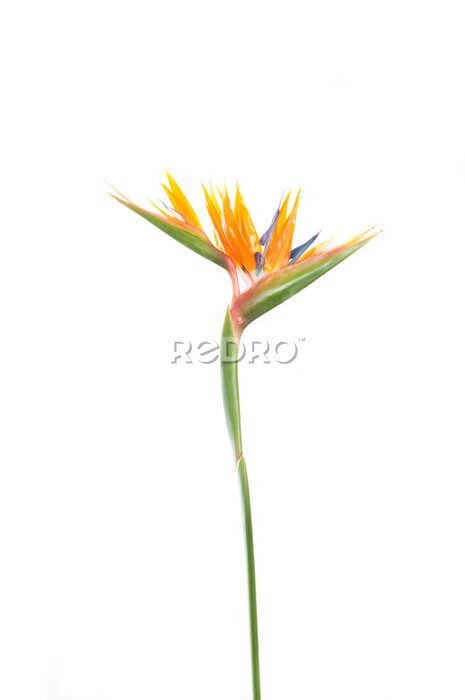 Papier peint  strelitzia de plantes tropicales avec des couleurs