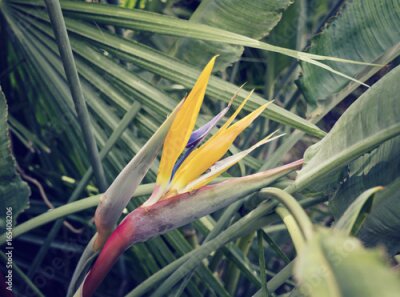 Papier peint  Strelitzia des fleurs entre les feuilles, concept de jardins tropicaux
