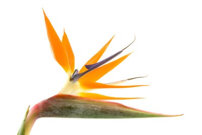 Papier peint  Strelitzia également connu sous le nom d'oiseau de paradis fleur