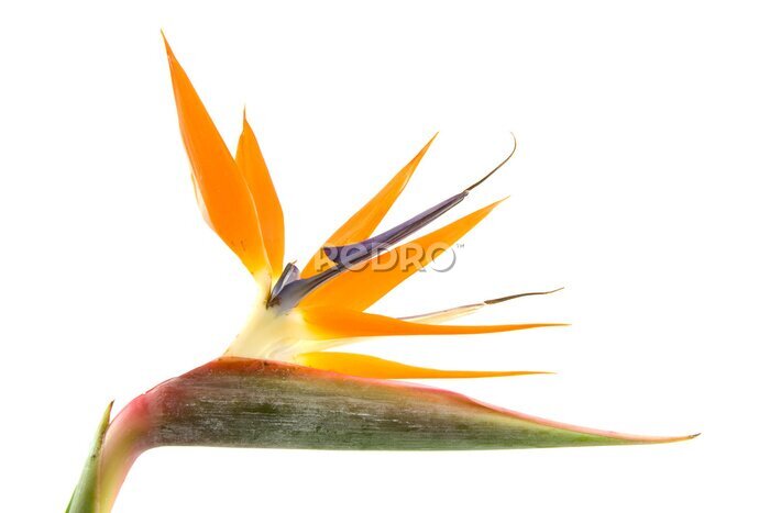 Papier peint  Strelitzia également connu sous le nom d'oiseau de paradis fleur