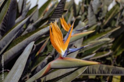 Papier peint  Strelitzia en fleur avec abeille en approche