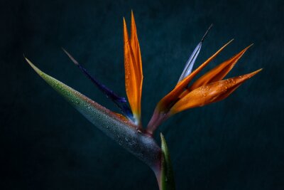 Papier peint  Strelitzia en fleur, gros plan