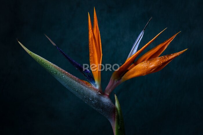 Papier peint  Strelitzia en fleur, gros plan