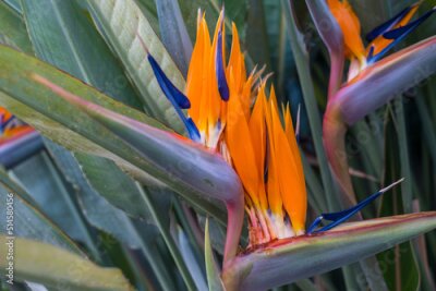 Papier peint  Strelitzia en fleurs avec des fleurs orange et des feuilles vertes