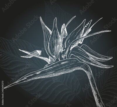 Papier peint  Strelitzia en style croquis sur fond de feuilles