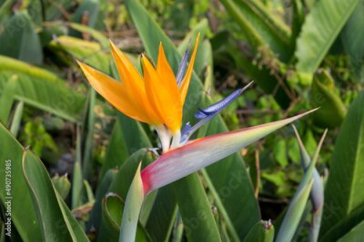 Papier peint  Strelitzia en un jardín de la isla de Tenerife, Canarias