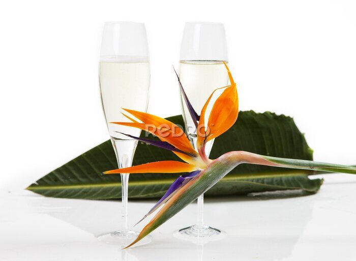 Papier peint  strelitzia et champagne