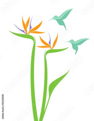 Papier peint  Strelitzia et colibri