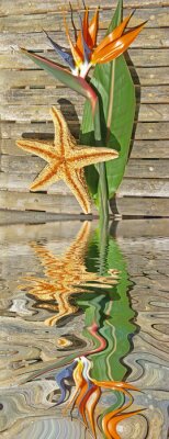 Papier peint  Strelitzia et étoile de mer sur lattes de bambou