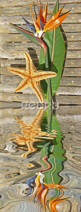 Papier peint  Strelitzia et étoile de mer sur lattes de bambou
