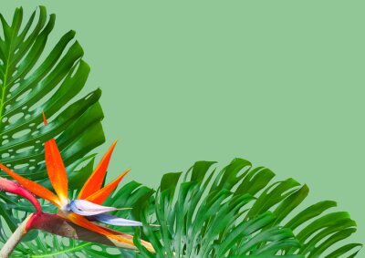 Papier peint  Strelitzia et philodendrons en fond de page verte