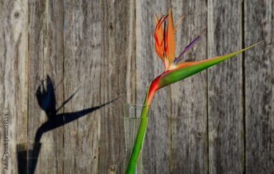 Papier peint  Strelitzia et son ombre contre une clôture en bois