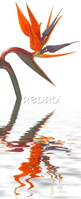 Papier peint  Strelitzia et son reflet
