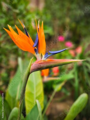 Papier peint  Strelitzia Exotic Flower from Botanical Garden.