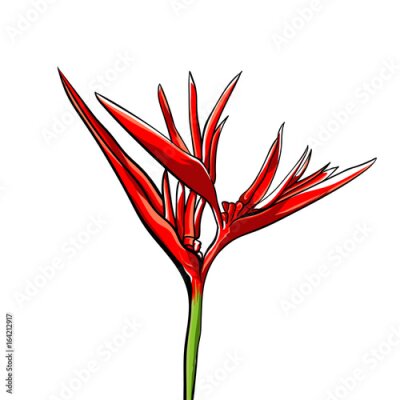 Papier peint  Strelitzia exotique illustration vectorielle isolée sur blanc. Tronc vert.