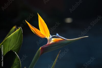 Papier peint  Strelitzia fiore