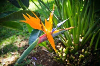 Papier peint  Strelitzia fleur