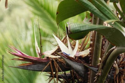 Papier peint  Strelitzia fleur