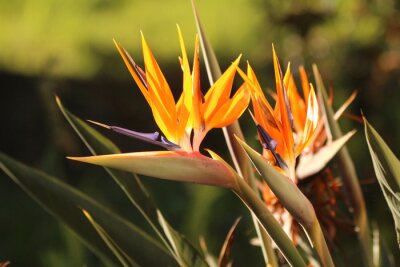 Papier peint  Strelitzia fleur