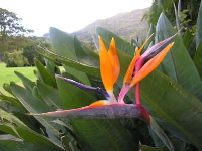 Papier peint  Strelitzia fleur