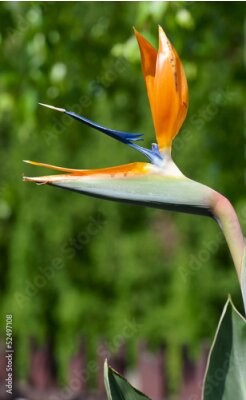 Papier peint  Strelitzia fleur