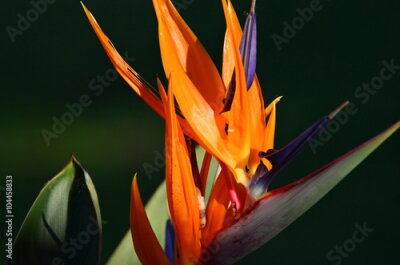Papier peint  Strelitzia fleur