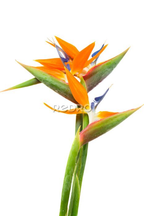 Papier peint  Strelitzia fleur