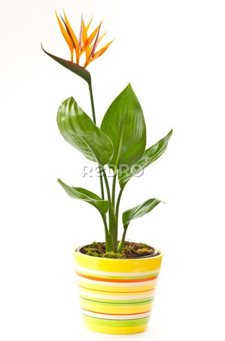 Papier peint  Strelitzia fleur