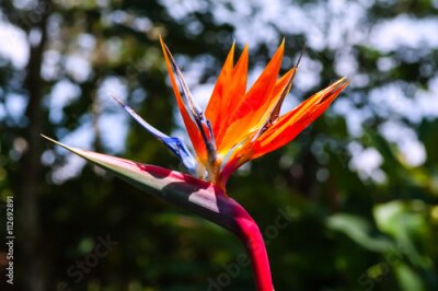 Papier peint  Strelitzia fleur. Costa Rica
