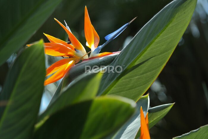 Papier peint  Strelitzia, fleur d'oiseau de paradis