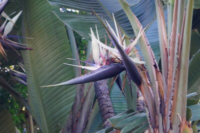 Papier peint  Strelitzia - Fleur d'oiseau paradisiaque - Strelitziaceae