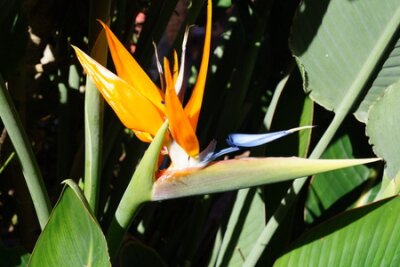 Papier peint  Strelitzia - Fleur d'oiseau paradisiaque - Strelitziaceae
