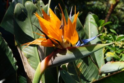 Papier peint  Strelitzia - Fleur d'oiseau paradisiaque - Strelitziaceae