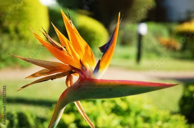 Papier peint  Strelitzia fleur dans le jardin