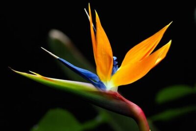 Papier peint  Strelitzia fleur dans le noir