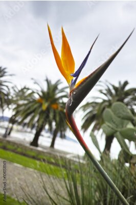 Papier peint  Strelitzia fleur dans un jardin