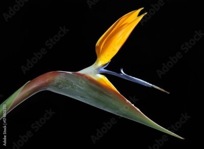 Papier peint  Strelitzia, fleur de grue ou oiseau de paradis (Strelitzia reginae)