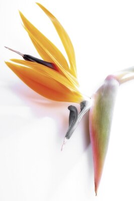 Papier peint  Strelitzia, fleur de grue ou oiseau de paradis (Strelitzia reginae)