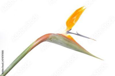 Papier peint  Strelitzia, fleur de grue ou oiseau de paradis (Strelitzia reginae)