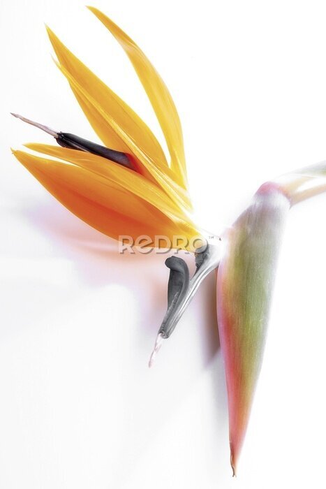 Papier peint  Strelitzia, fleur de grue ou oiseau de paradis (Strelitzia reginae)