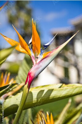 Papier peint  Strelitzia - Fleur de l'oiseau du paradis