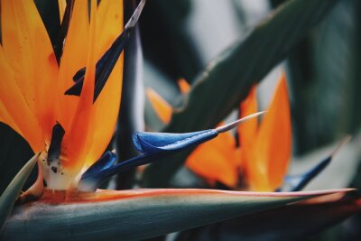 Papier peint  Strelitzia - Fleur de l'oiseau du paradis