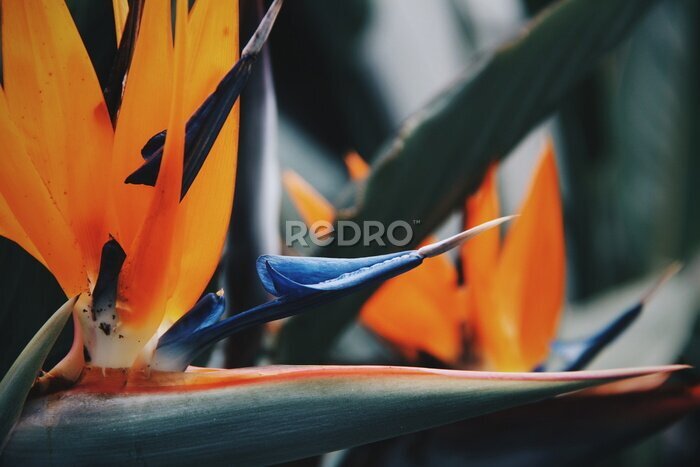 Papier peint  Strelitzia - Fleur de l'oiseau du paradis